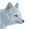 Песець