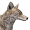 Койот