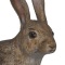 Заєць білий (Альпійський)