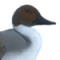 Мускусна качка