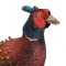 Фазан звичайний